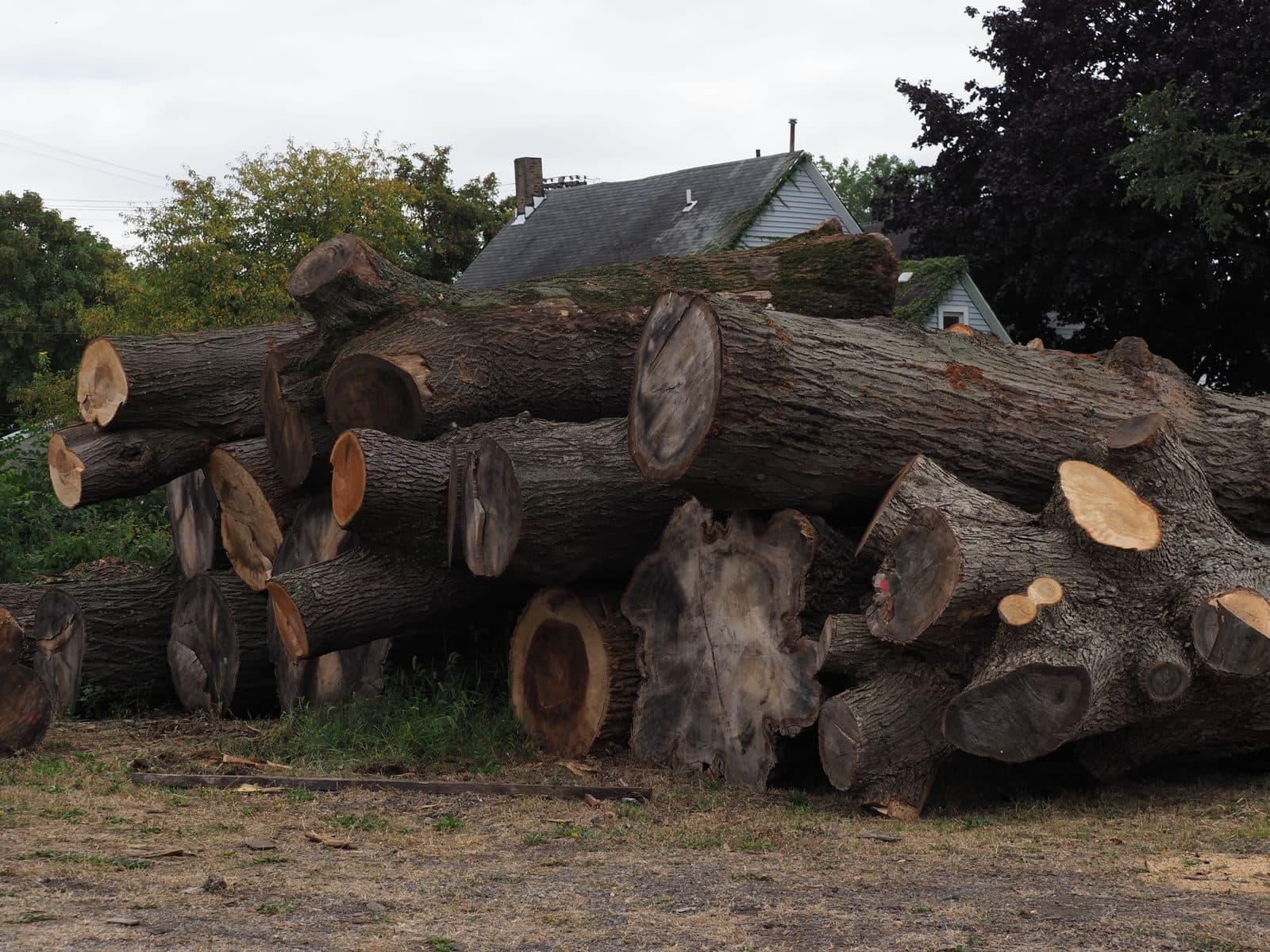 Cleveland logs awaiting the mill